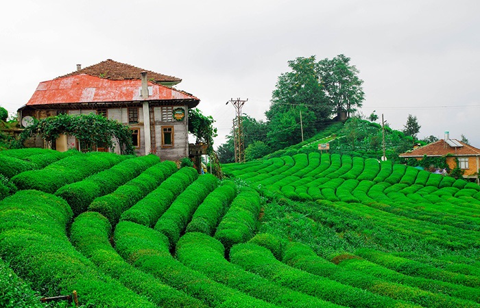 Rize Uçak Bileti